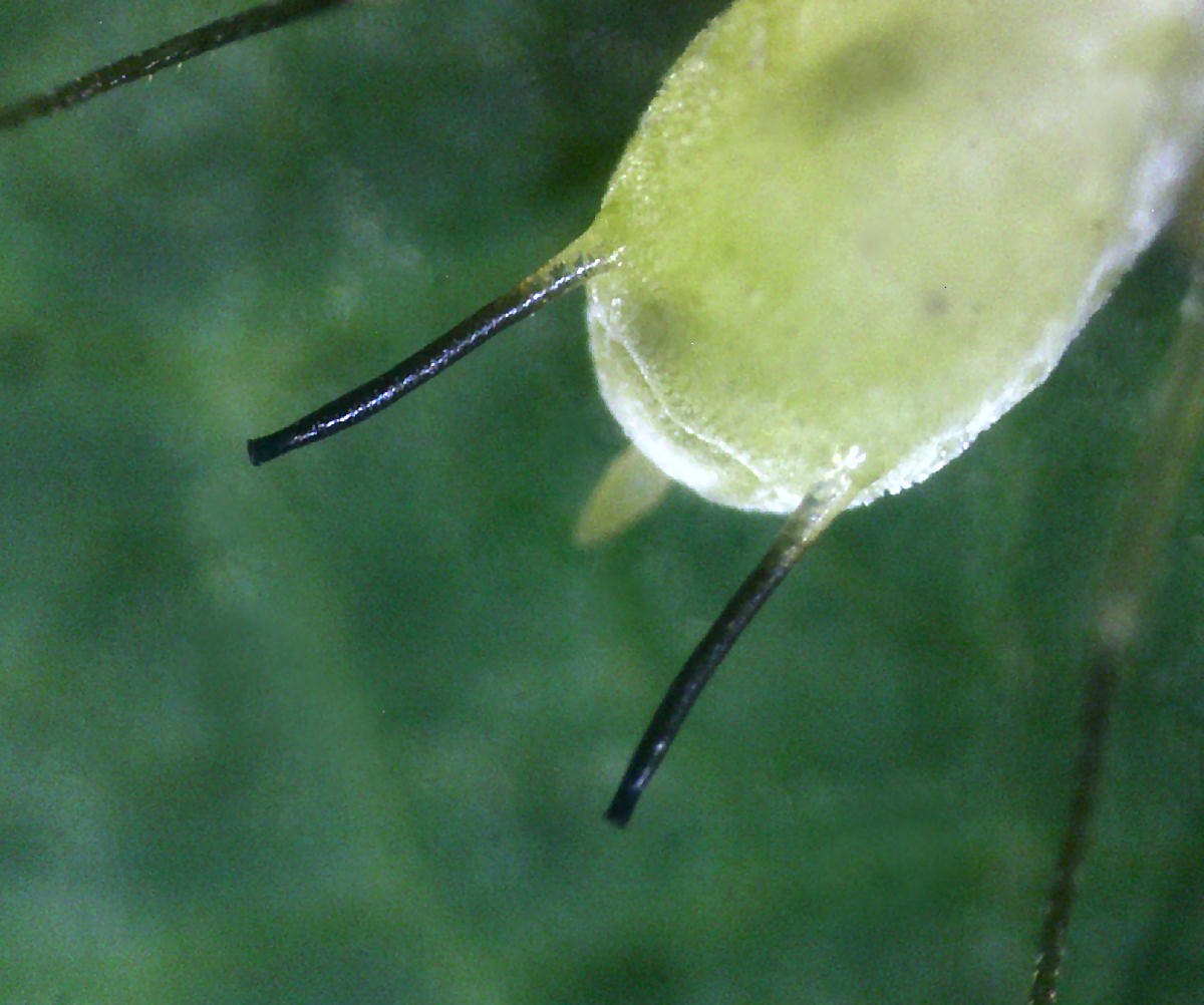 aphis sp. ?? No, Illinoia liriodendri della Lombardia (MB)